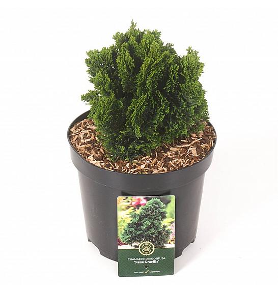 Chamaecyparis obtusa Nana Gracilis C5 Lit. 25-30 cm