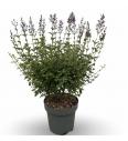 Syringa bloomera Dark Purple C7,5 Lit. 50-60 cm