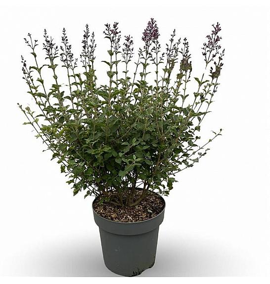 Syringa bloomera tamnoljubičasta C7,5 lit. 50-60 cm