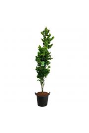 Fagus sylvatica Dawyck Gold C7,5 Lit. 80-100 cm