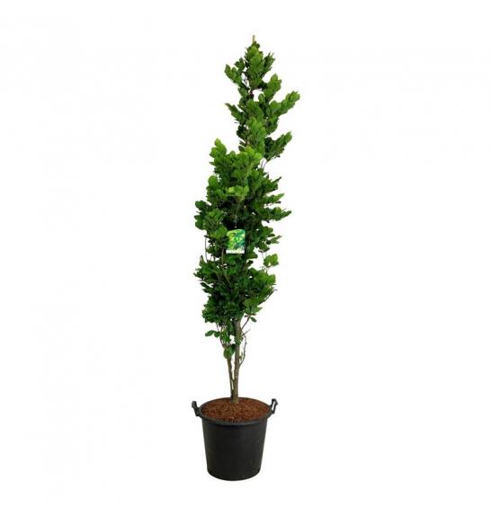Fagus sylvatica Dawyck Gold C7,5 Lit. 80-100 cm