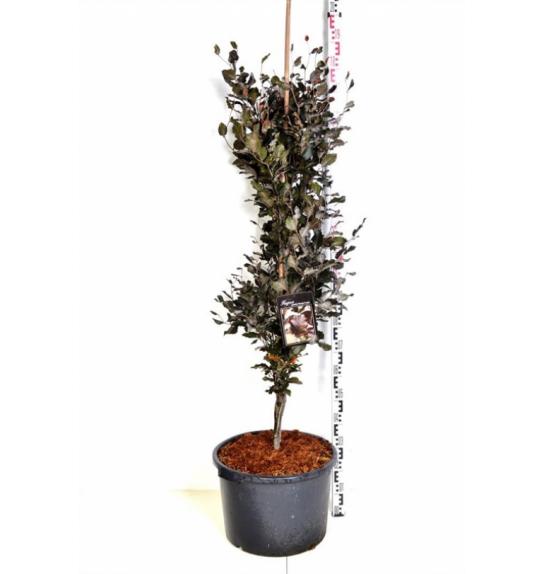Fagus sylvatica Dawyck Purple C7,5 Lit. 80-100 cm