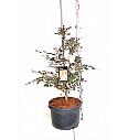 Fagus sylvatica Purpurea Tricolor C7,5 Lit. 80-100 cm