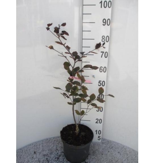 Fagus sylvatica Riversii C7,5 Lit. 80-100 cm