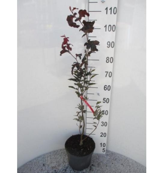 Fagus sylvatica Rohan Obelisk C7,5 Lit. 80-100 cm