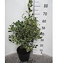 Ilex aquifolium Argentea Marginata C7,5 Lit. Piramida 60-80 cm