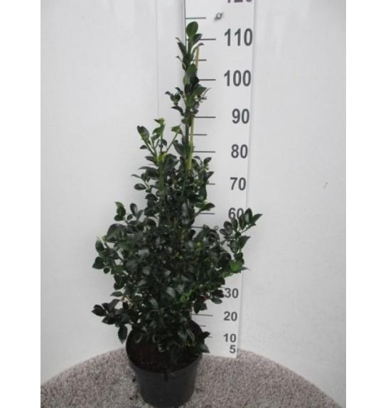 Ilex meserveae Heckenfee C7,5 Lit. Piramida 60-80 cm