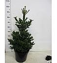 Picea abies Will's Zwerg C10 Lit. 60-80 cm