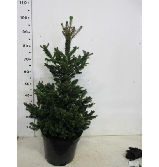 Picea abies Will's Zwerg C10 Lit. 60-80 cm