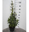 Ilex aquifolium Red Tips C7,5 Lit. Piramida 60-80 cm