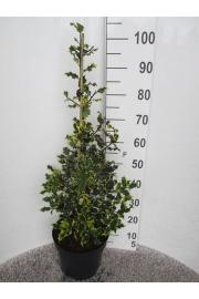 Ilex aquifolium Red Tips C7,5 Lit. Piramida 60-80 cm