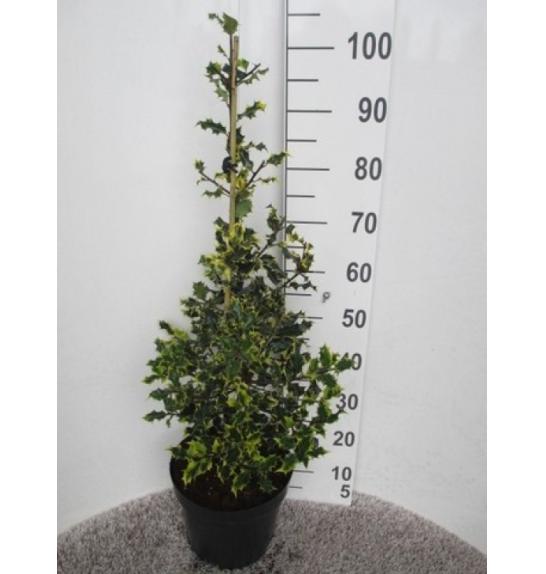 Ilex aquifolium Red Tips C7,5 Lit. Piramida 60-80 cm