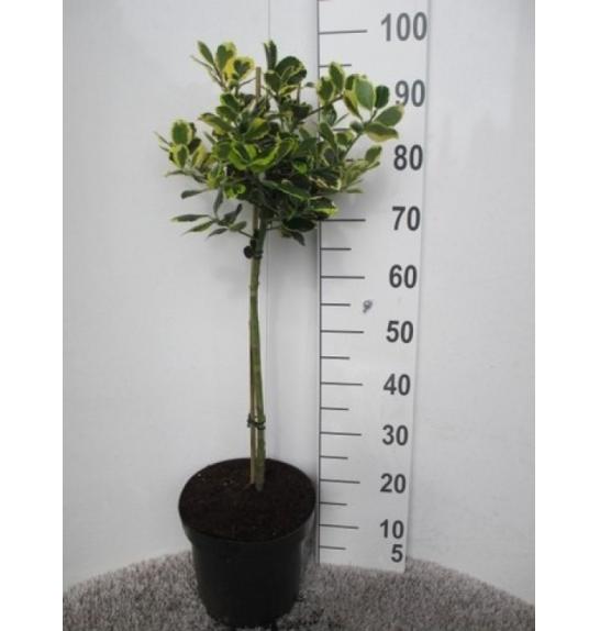 Ilex altaclerensis Golden King C7,5 Lit. Na steblu 60 cm