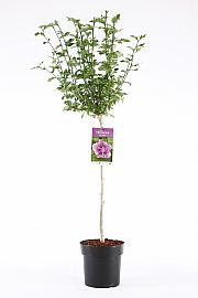 Hibiscus syriacus Ardens C10 Lit. Na stabljici 100 cm