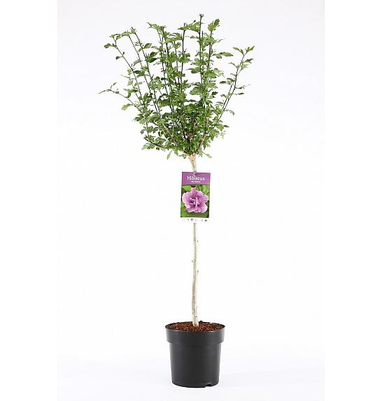 Hibiscus syriacus Ardens C10 Lit. Na stabljici 100 cm