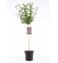 Hibiscus syriacus Ardens C10 Lit. Na steblu 100 cm