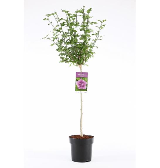 Hibiscus syriacus Ardens C10 Lit. Na steblu 100 cm