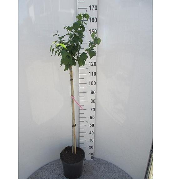 Hibiscus syriacus Duc de Brabant C10 Lit. Na stabljici 100 cm