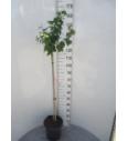 Hibiscus syriacus Duc de Brabant C10 Lit. Na steblu 100 cm