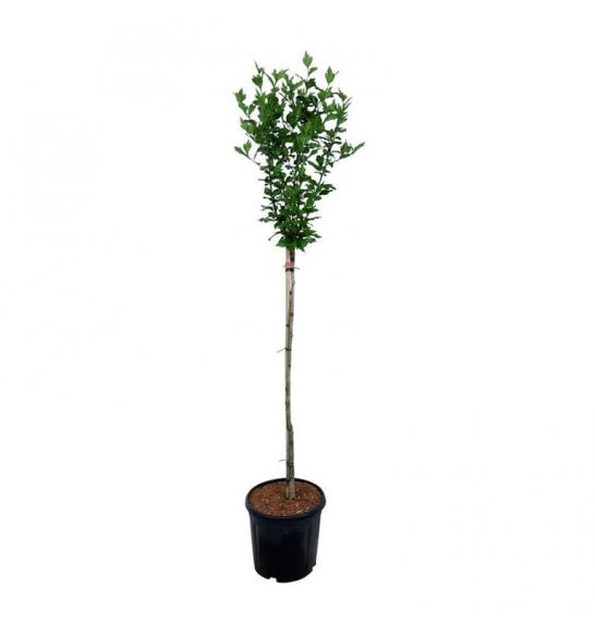 Hibiscus syriacus Hamabo C10 Lit. Na steblu 100 cm