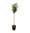 Hibiscus syriacus Marina C10 Lit. Na steblu 100 cm