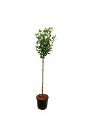 Hibiscus syriacus Marina C10 Lit. Na steblu 100 cm