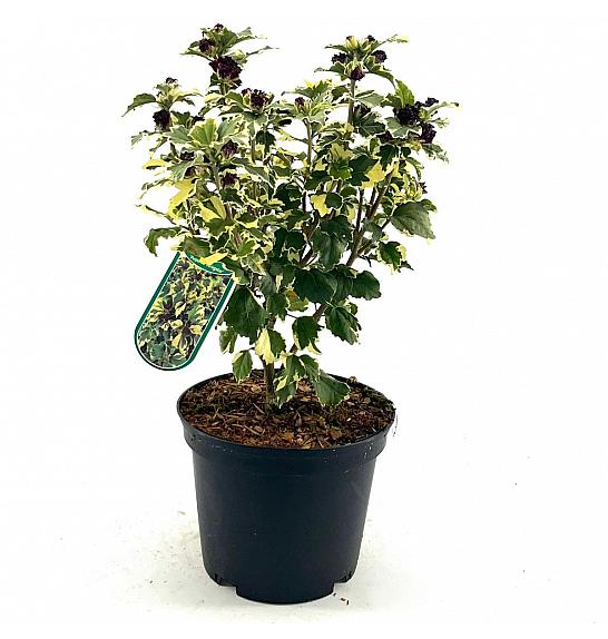 Hibiscus syriacus Purpureus variegatus C10 Lit. Na stabljici 100 cm