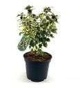 Hibiscus syriacus Purpureus variegatus C10 Lit. Na steblu 100 cm