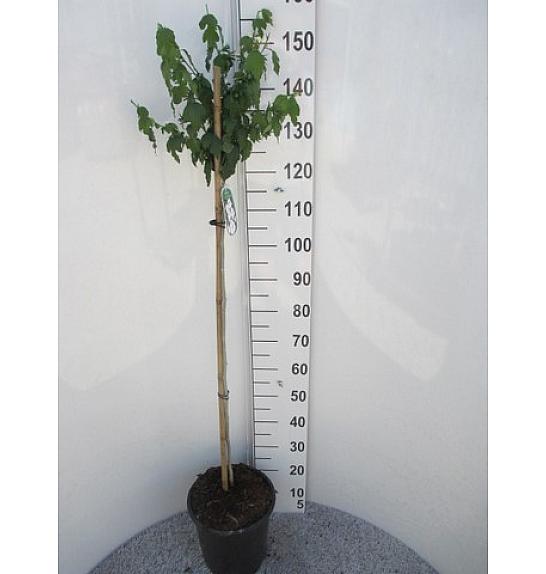 Hibiscus syriacus Crveno srce C10 Lit. Na stabljici 100 cm