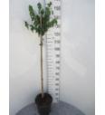 Hibiscus syriacus Red Heart C10 Lit. Na steblu 100 cm