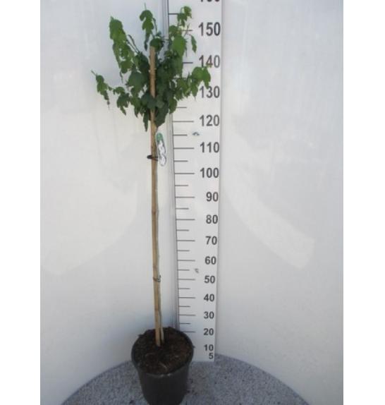 Hibiscus syriacus Red Heart C10 Lit. Na steblu 100 cm