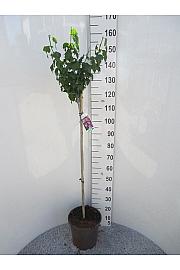 Hibiscus syriacus Woodbridge C10 Lit. Na stabljici 100 cm