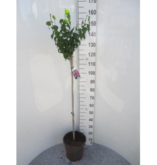 Hibiscus syriacus Woodbridge C10 Lit. Na steblu 100 cm