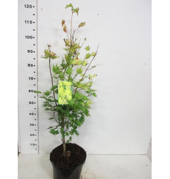 Acer shirasawanum Jordan C10 Lit. 60-80 cm