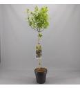 Syringa bloomera Agnes Smith C10 Lit. Na steblu 100 cm