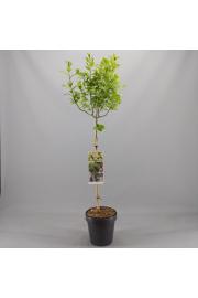 Syringa bloomera Agnes Smith C10 Lit. Na steblu 100 cm