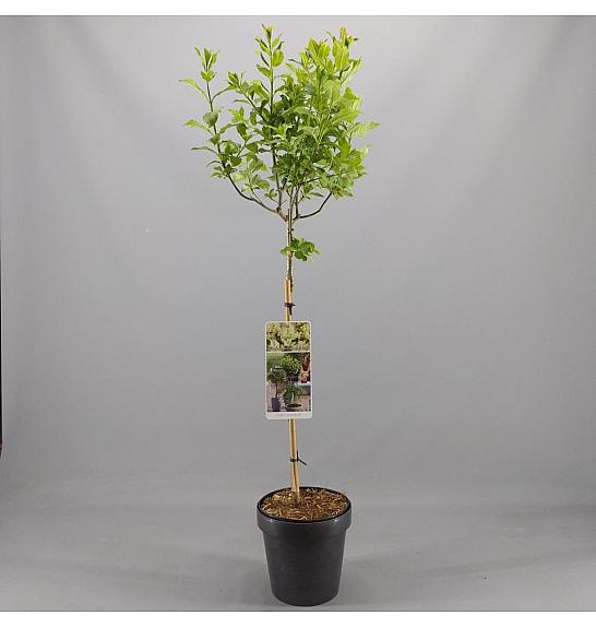 Syringa prestoniae Agnes Smith C10 Lit. Na stabljici 100 cm