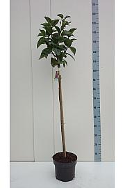 Syringa bloomera Belle de Nancy C10 Lit. Na stabljici 110 cm