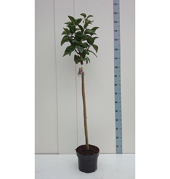 Syringa bloomera Belle de Nancy C10 Lit. Na stabljici 110 cm