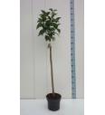Syringa bloomera Belle de Nancy C10 Lit. Na steblu 110 cm