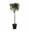 Syringa bloomera Charles Joly C10 Lit. Na steblu 110 cm