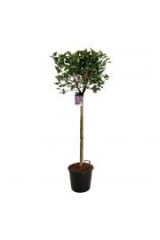Syringa bloomera Charles Joly C10 Lit. Na steblu 110 cm