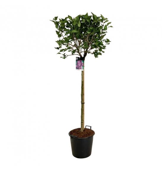 Syringa bloomera Charles Joly C10 Lit. Na steblu 110 cm