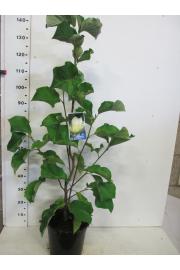 Magnolia hybrid Sunsation C10 Lit. 80-100 cm