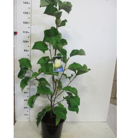 Magnolia hybrid Sunsation C10 Lit. 80-100 cm