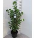Ginkgo biloba Fastigiata Blagon C10 Lit. 80-100 cm
