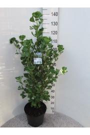 Ginkgo biloba Fastigiata Blagon C10 Lit. 80-100 cm