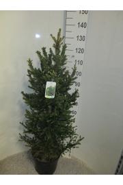 Picea abies Will's Zwerg C12 Lit. 100-120 cm