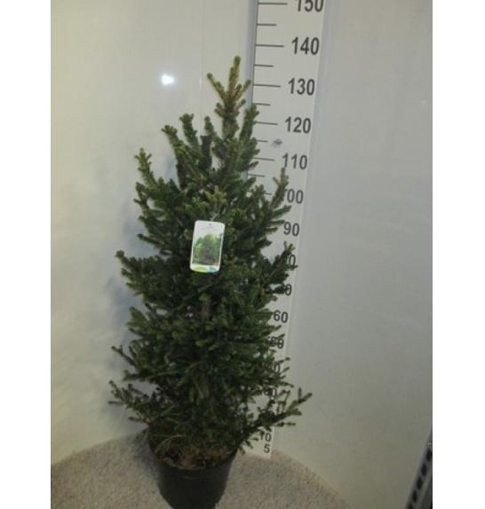 Picea abies Will's Zwerg C12 Lit. 100-120 cm