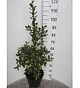 Ilex aquifolium Red Tips C10 Lit. Piramida 80-100 cm